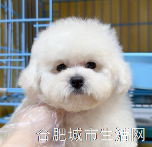 星宠阁宠物生活馆(滨湖的图标